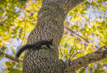 Squirrel in the autumn forest. Selective focus.