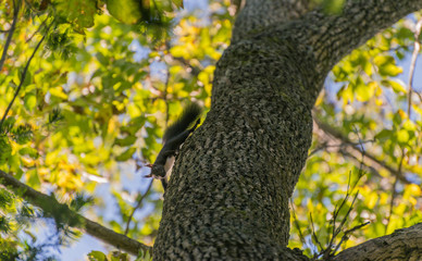 Squirrel in the autumn forest. Selective focus.