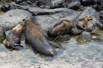 ガラパゴスアザラシ