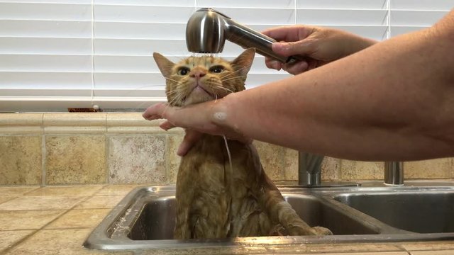 4K HD video of an orange tabby cat in sink getting flea bath. fleas run onto nose trying to escape death. Fleas and ticks are a common pest with household pets especially during the spring and summer.