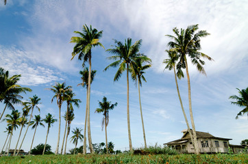 Fototapeta na wymiar beautiful traditional village located in Terengganu, Malaysia su