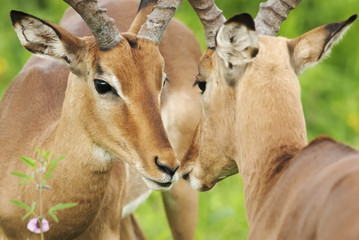 Impala, Aepyceros melampus, Kruger National Park, South Africa