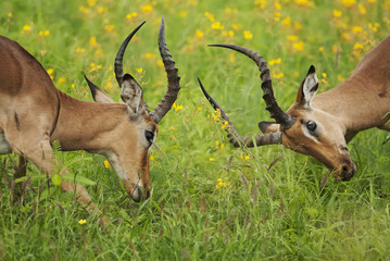 Impala, Aepyceros melampus, Kruger National Park, South Africa