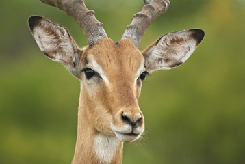Impala, Aepyceros melampus, Kruger National Park, South Africa