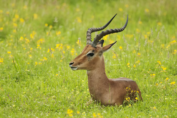 Impala, Aepyceros melampus, Kruger National Park, South Africa