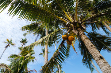 Obraz premium beautiful nature, coconut tree under cloudy blue sky background