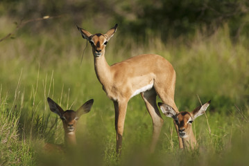 Impala, Aepyceros melampus, Kruger National Park, South Africa