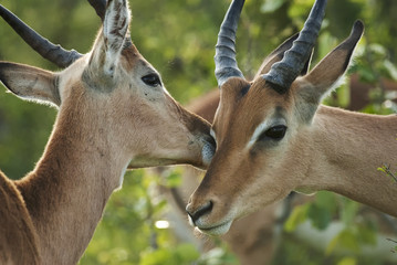 Impala, Aepyceros melampus, Kruger National Park, South Africa