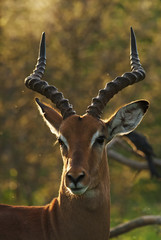 Impala, Aepyceros melampus, Kruger National Park, South Africa