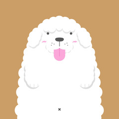 Naklejka premium cute big fat white Poodle dog on light brown background