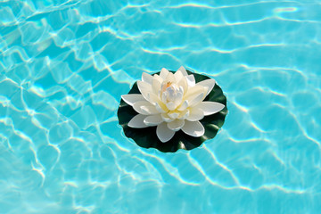Water lily floating on sparkling sunlit water
