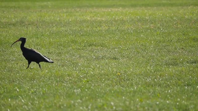 Geronticus eremita Ibis Waldrapp Northern Bald Ibis Hermit Ibis Slow Motion