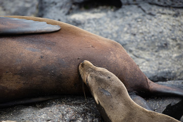 ガラパゴスアザラシ