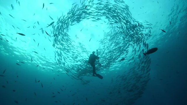 A diver in the middle of a school of fish.