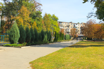 Beautiful trees in city park