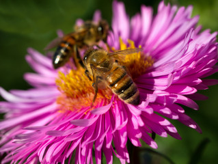 Two bees on a flower.