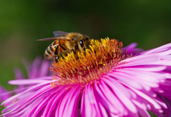 On bee on a flower.