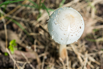 Psilocybin mushroom, also known as Magic Mushroom