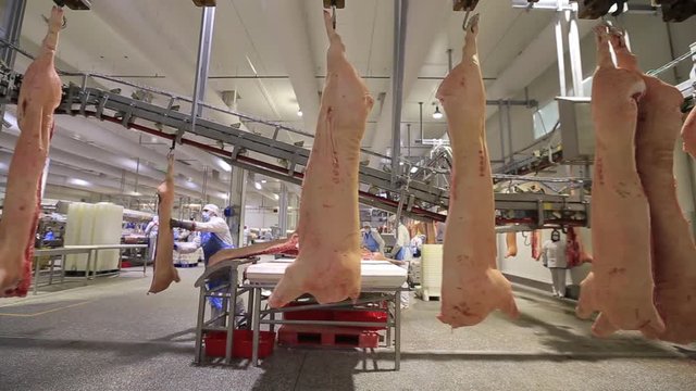 Butchering a pig factory in conditions of sterility.