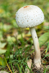 Psilocybin mushroom, also known as Magic Mushroom