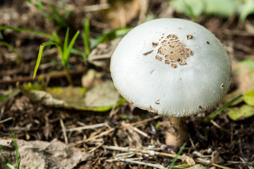 close up of Psilocybin mushroom, also known as Magic Mushroom