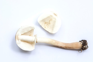 Psilocybin mushroom, also known as Magic Mushroom isolated on white background