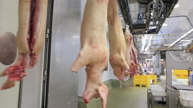Butchering a pig factory in conditions of sterility.