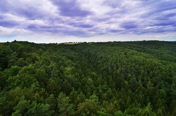 Obraz premium green forest with cloudy sky