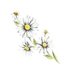 Composition with chamomiles. Watercolor illustration.