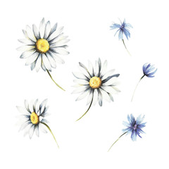 Set of chamomile. Watercolor illustration