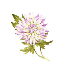 Image chrysanthemum flower. Watercolor