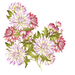 Image bouquet of chrysanthemum. Watercolor