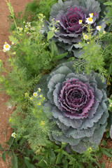 cabbage and flower