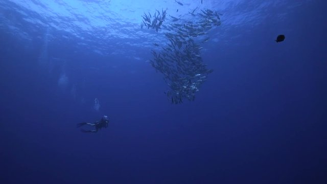 A diver with a school of fish at Socorro, Mexico.