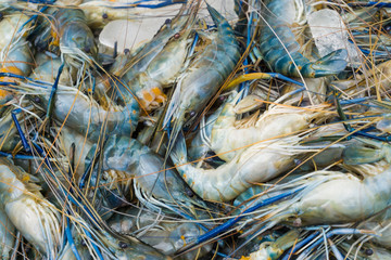 Fresh Raw Shrimps display on ice at Fishermen Market