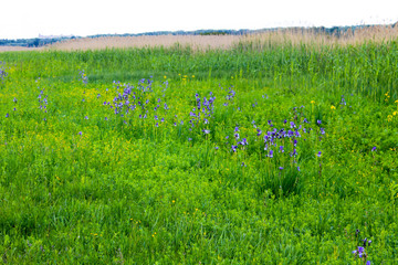 Meadow with wild iris flowers