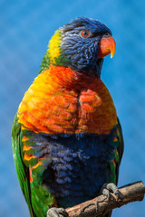 Allfarblori (Trichoglossus haematodus) 