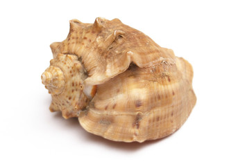 Close-up a shell isolated on a white background