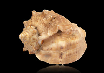 Close-up a shell isolated on a black background