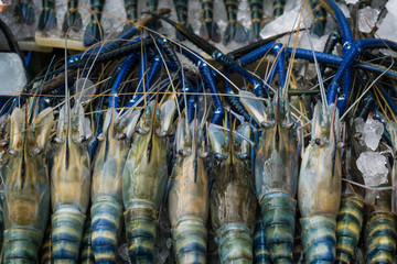 Fresh Raw Shrimps display on ice at Fishermen Market