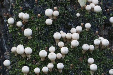 Puffball mushrooms on a stump