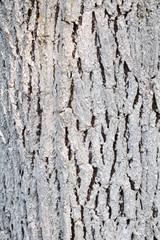 Prevention of the insects going up to tree