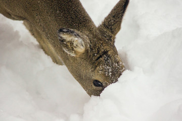 Doe looking for food in the snow