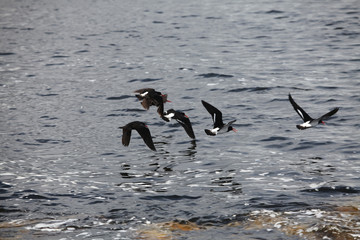 Pied oystercatcher birds