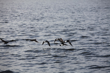 Pied oystercatcher birds
