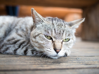 猫