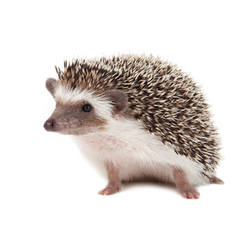 Igel