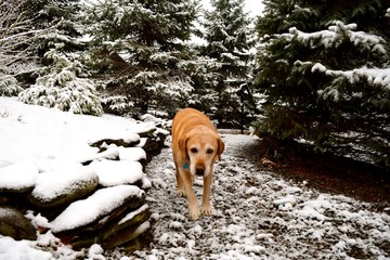 Labrador in Winter