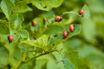 The red colorado beetle's larva feeding