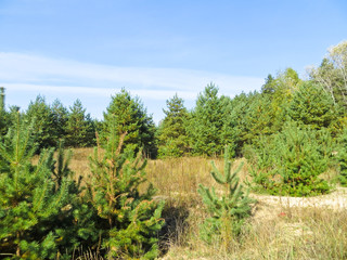 Young coniferous forest on early autumn